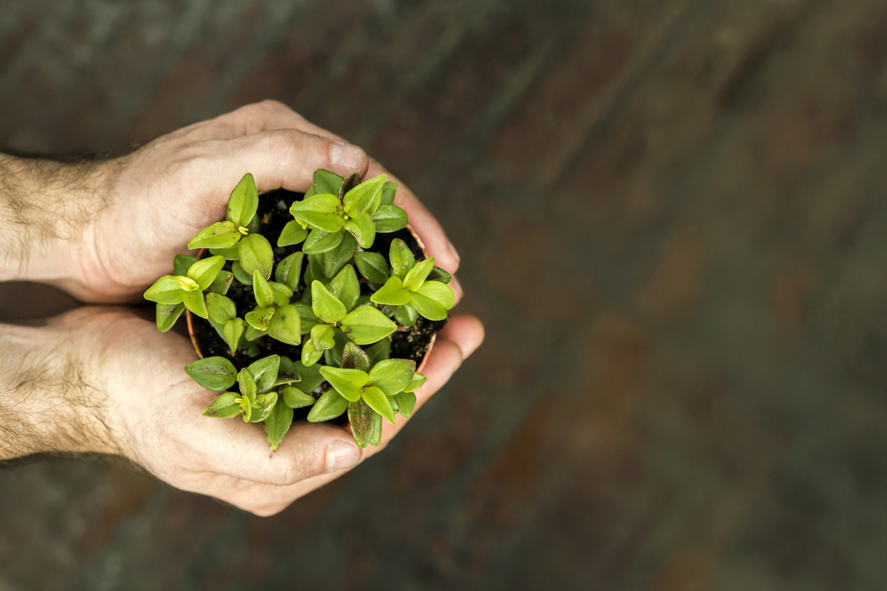 Ingredientes biodegradables